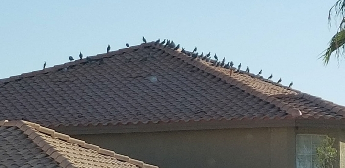 Pigeon-Killer Instinct Pest Control Services Las Vegas