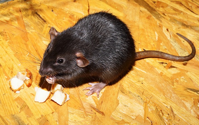 rat