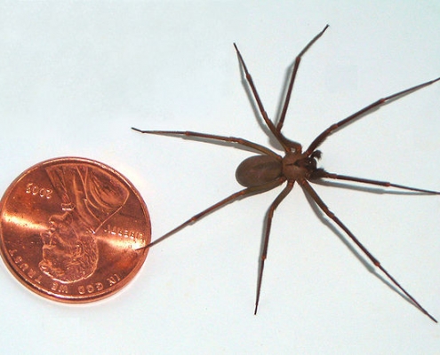 Araña Reclusa Marrón vs Araña Marrón del Desierto en Las Vegas | KIPC ...