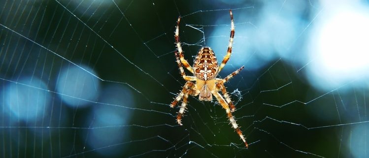 Desert Brown Spider in Las Vegas