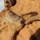 Dangers of Scorpion Stings