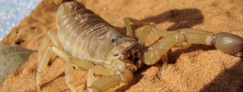 Dangers of Scorpion Stings