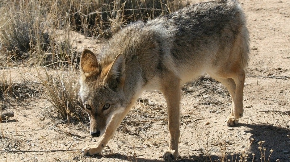 coyote