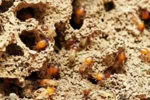 termite prevention